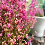 Mit Garten - Garden View *