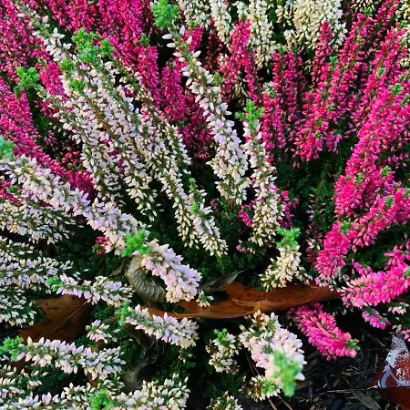 公寓 Mit Garten - Garden View 克林麦克诺