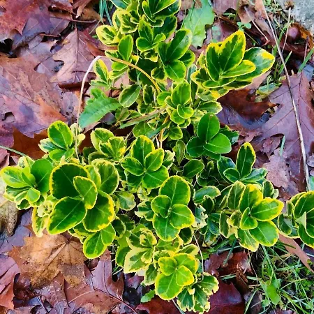 公寓 Mit Garten - Garden View 克林麦克诺
