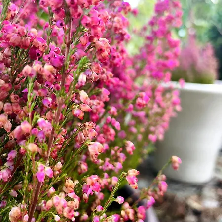 Mit Garten - Garden View *