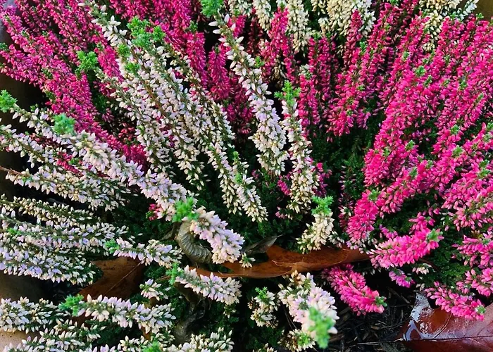 Daire Mit Garten - Garden View Kleinmachnow