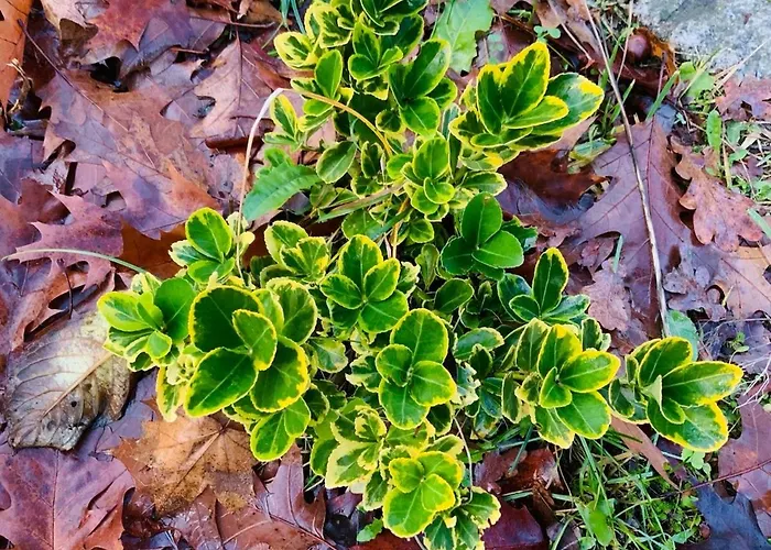 公寓 Mit Garten - Garden View 克林麦克诺