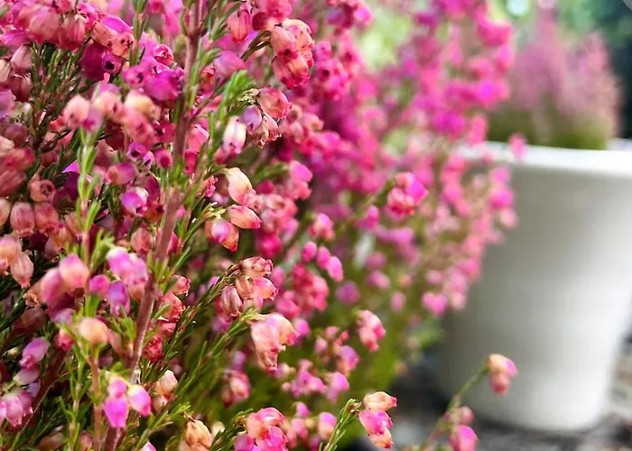 Mit Garten - Garden View *